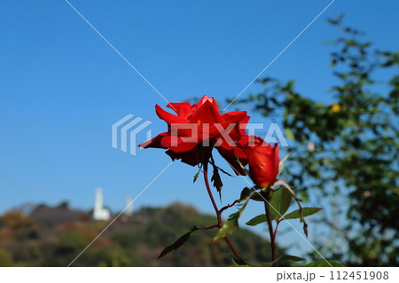 荒尾市 おもやい市民花壇 バラの花、 荒尾市 おもやい市民花壇 バラの花、 112451908