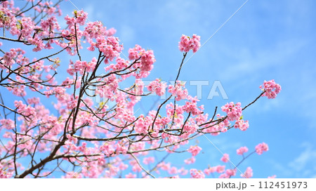 春イメージ（桜：河津桜） 112451973
