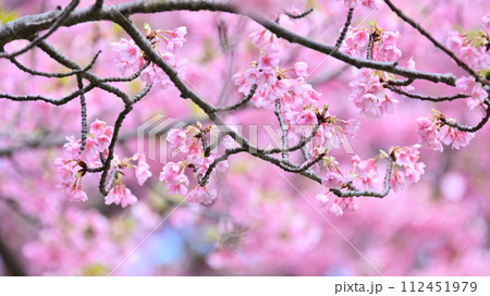 春イメージ(桜:河津桜) 春イメージ(桜:河津桜) 112451979