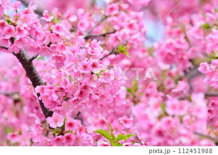 春イメージ（桜：河津桜） 112451988