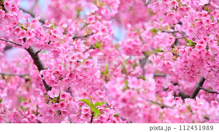 春イメージ（桜：河津桜） 112451989