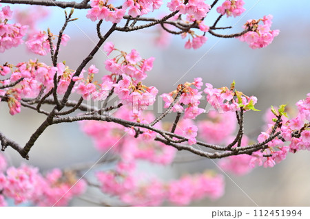 春イメージ（桜：河津桜） 112451994