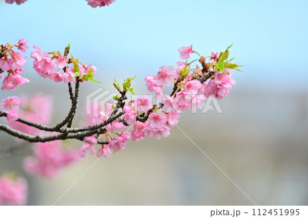 春イメージ（桜：河津桜） 112451995