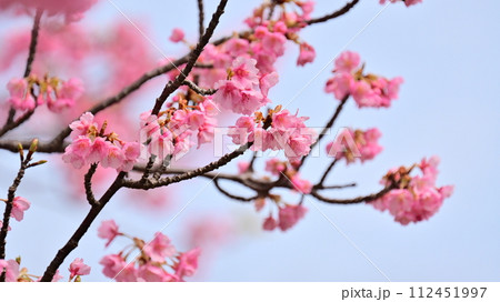 春イメージ（桜：河津桜） 112451997
