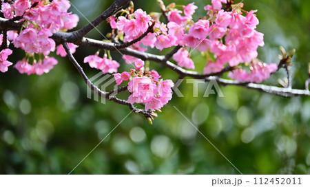 春イメージ(桜:河津桜) 春イメージ(桜:河津桜) 112452011