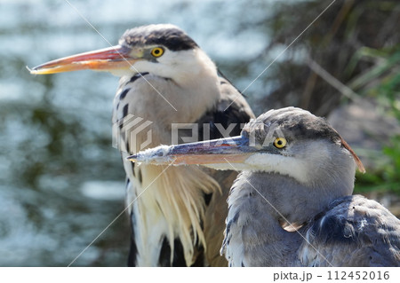 アオサギの夫婦 アオサギの夫婦 112452016