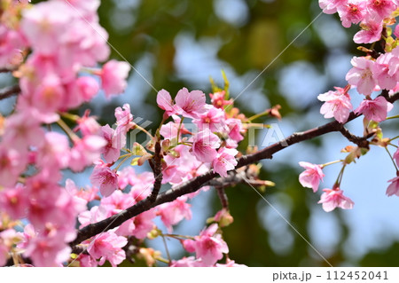 春イメージ(桜:河津桜) 春イメージ(桜:河津桜) 112452041