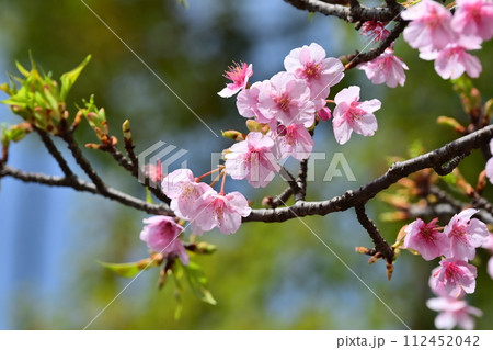 春イメージ(桜:河津桜) 春イメージ(桜:河津桜) 112452042