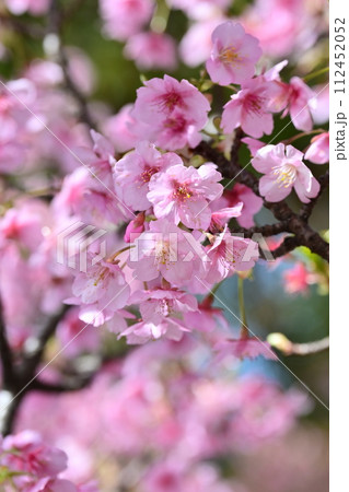 春イメージ（桜：河津桜） 112452052
