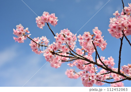 春イメージ(桜:河津桜) 春イメージ(桜:河津桜) 112452063