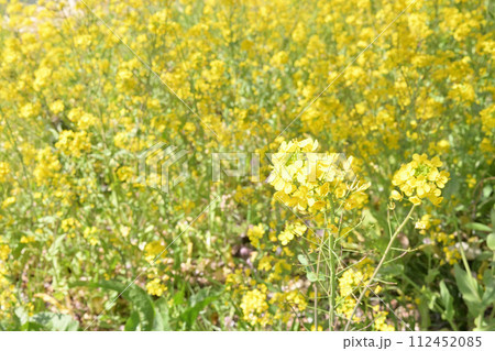 春の野原に咲く菜の花 112452085