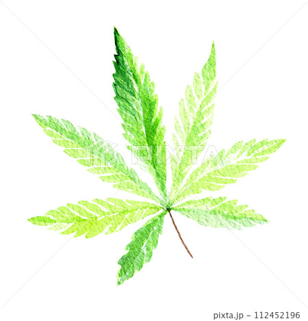Green cannabis indica leaf painted in watercolor. Hand drawn marijuana illustration isolated on white background 112452196