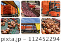 Onion Processing in Packing House Facility Prior Distribution To Market. Loading Truck With Palletized Onion Bags - Photo Collage 112452294