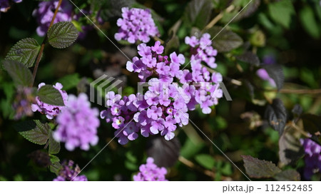 ランタナ（コバノランタナ：Trailing lantana） 112452485