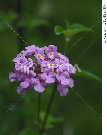 ランタナ（コバノランタナ：Trailing lantana） 112452497