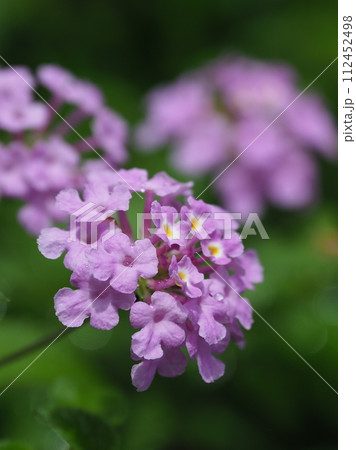 ランタナ(コバノランタナ:Trailing lantana) ランタナ(コバノランタナ:Trailing lantana) 112452498