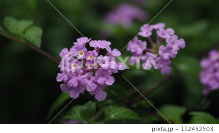 ランタナ（コバノランタナ：Trailing lantana） 112452503