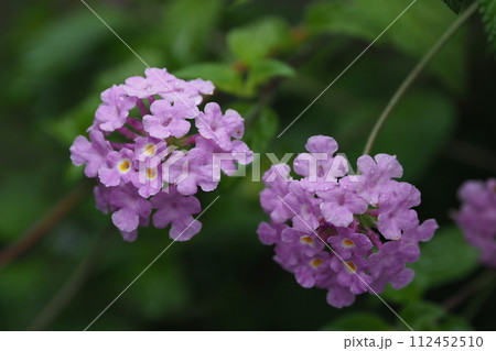 ランタナ（コバノランタナ：Trailing lantana） 112452510