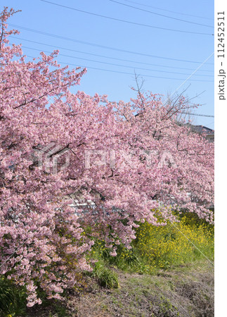 川の土手に咲く河津桜 112452511