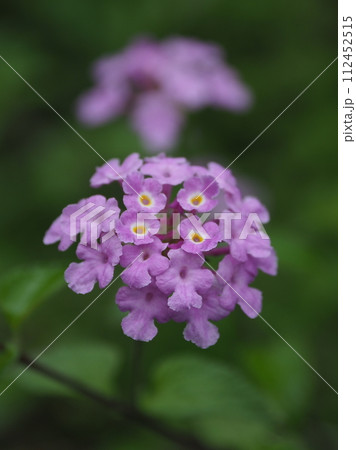 ランタナ(コバノランタナ:Trailing lantana) ランタナ(コバノランタナ:Trailing lantana) 112452515