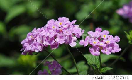 ランタナ（コバノランタナ：Trailing lantana） 112452531