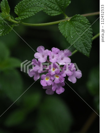 ランタナ(コバノランタナ:Trailing lantana) ランタナ(コバノランタナ:Trailing lantana) 112452533