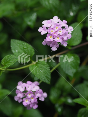 ランタナ（コバノランタナ：Trailing lantana） 112452535