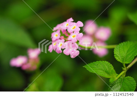 ランタナ（コバノランタナ：Trailing lantana） 112452540