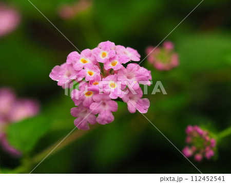 ランタナ(コバノランタナ:Trailing lantana) ランタナ(コバノランタナ:Trailing lantana) 112452541