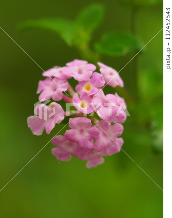 ランタナ（コバノランタナ：Trailing lantana） 112452543