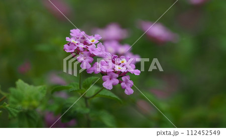 ランタナ(コバノランタナ:Trailing lantana) ランタナ(コバノランタナ:Trailing lantana) 112452549