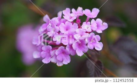 ランタナ(コバノランタナ:Trailing lantana) ランタナ(コバノランタナ:Trailing lantana) 112452558
