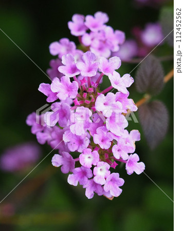 ランタナ（コバノランタナ：Trailing lantana） 112452562