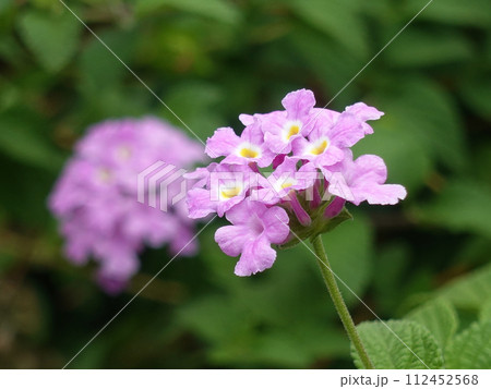 ランタナ(コバノランタナ:Trailing lantana) ランタナ(コバノランタナ:Trailing lantana) 112452568