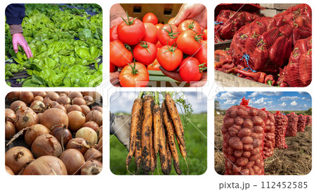 Vegetable Crop Production. Carrot, Potato, Onion and Pepper Harvesting. Sustainable Agriculture and Food Production - Photo Collage Vegetable Crop Production. Carrot, Potato, Onion and Pepper Harvesting. Sustainable Agriculture and Food Production - Photo Collage 112452585
