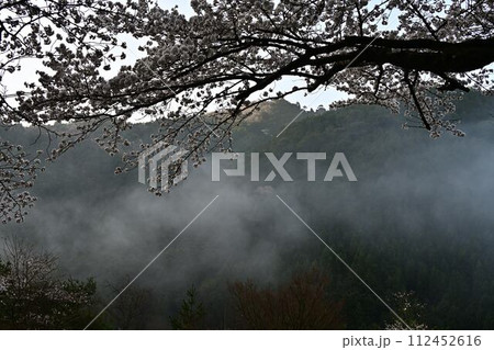 霧湧く桜と鬼の架け橋 霧湧く桜と鬼の架け橋 112452616
