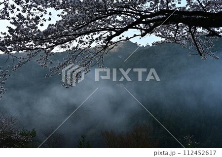 霧湧く桜と鬼の架け橋 112452617