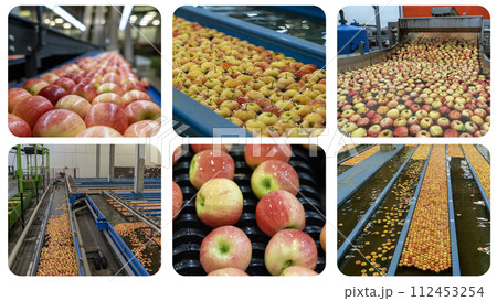 Apple Processing in Packing House. Apple Washing, Sorting, Grading and Packing Line. Fresh Apples Moving Along Conveyor Belt - Photo Collage Apple Processing in Packing House. Apple Washing, Sorting, Grading and Packing Line. Fresh Apples Moving Along Conveyor Belt - Photo Collage 112453254