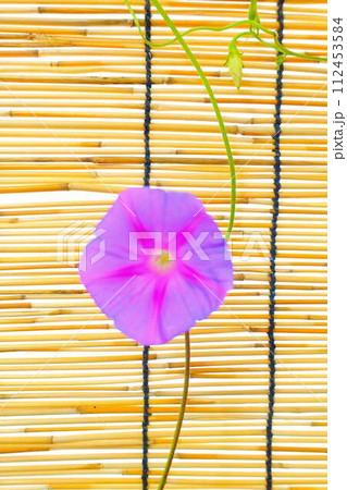 アサガオ 朝顔 あさがお アサガオ 朝顔 あさがお 112453584