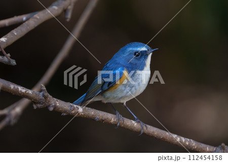 【野鳥】枝に留まる雄のルリビタキ 112454158