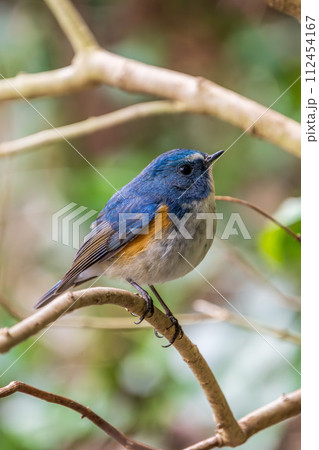 【野鳥】枝に留まる雄のルリビタキ 【野鳥】枝に留まる雄のルリビタキ 112454167