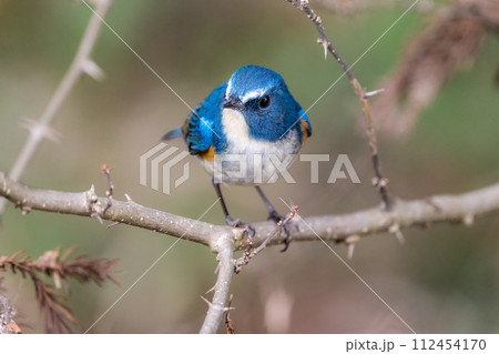 【野鳥】枝に留まる雄のルリビタキ 112454170