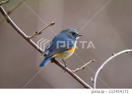 【野鳥】枝に留まる雄のルリビタキ 112454171