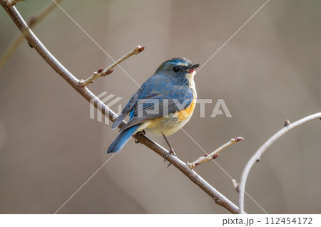 【野鳥】枝に留まる雄のルリビタキ 【野鳥】枝に留まる雄のルリビタキ 112454172