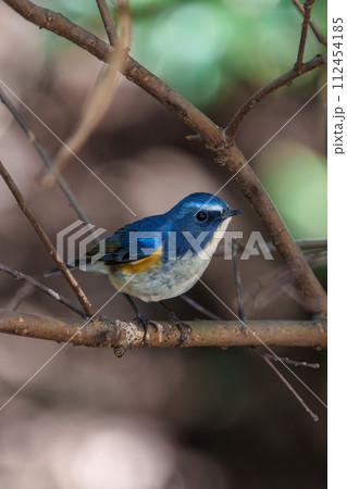 【野鳥】枝に留まる雄のルリビタキ 112454185