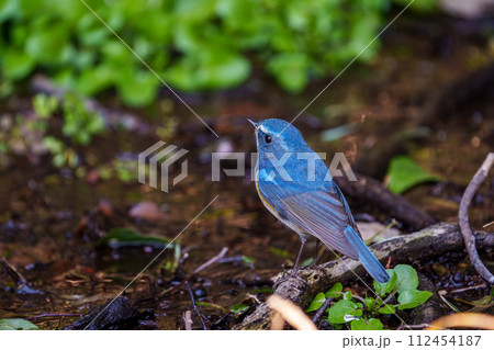 【野鳥】枝に留まる雄のルリビタキ 112454187