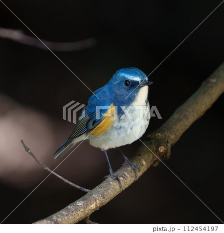 【野鳥】枝に留まる雄のルリビタキ 112454197