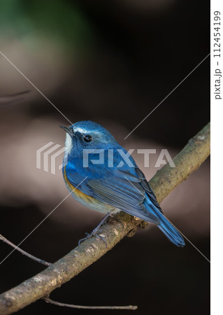 【野鳥】枝に留まる雄のルリビタキ 【野鳥】枝に留まる雄のルリビタキ 112454199