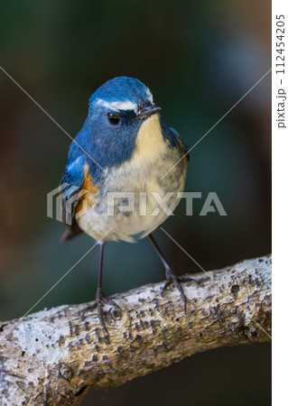 【野鳥】枝に留まる雄のルリビタキ 【野鳥】枝に留まる雄のルリビタキ 112454205