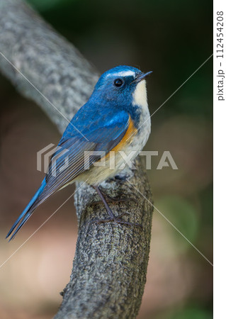 【野鳥】枝に留まる雄のルリビタキ 112454208